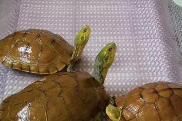 金头龟在鱼缸里会死吗，若水位过深会死