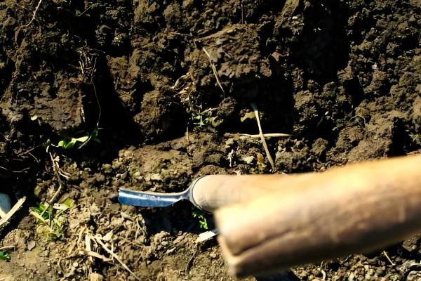 苦杏仁要施什么肥，要施用复合肥、果树专用肥等