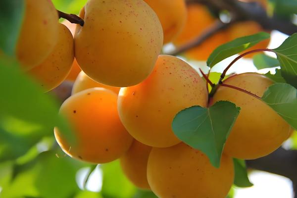 苦杏仁要施什么肥，要施用复合肥、果树专用肥等