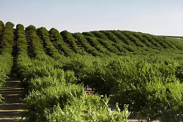 苦杏仁要施什么肥，要施用复合肥、果树专用肥等