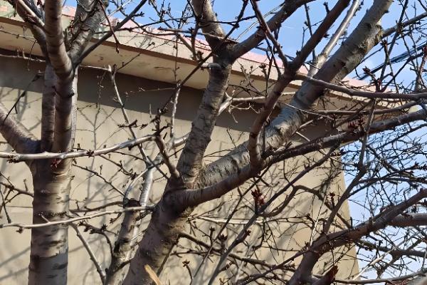 苦杏仁要施什么肥，要施用复合肥、果树专用肥等