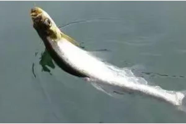 用哪种浮漂浮钓翘嘴，浮漂的浮力需足够大