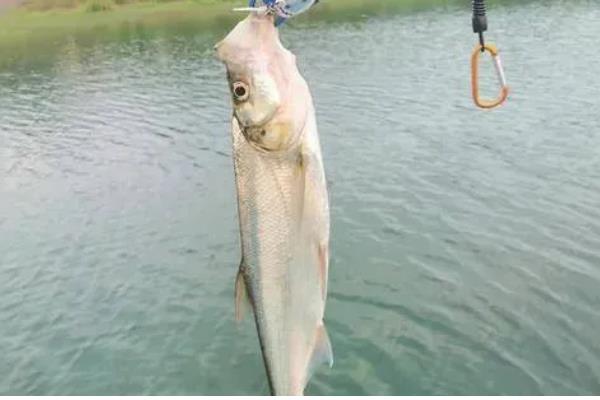 用哪种浮漂浮钓翘嘴，浮漂的浮力需足够大
