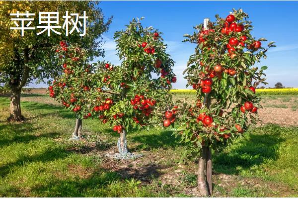 哪些果树适合在河北栽培，苹果树、梨树等品种均可选择