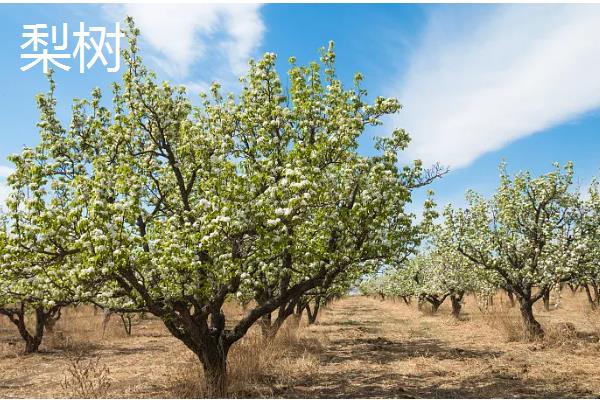 哪些果树适合在河北栽培，苹果树、梨树等品种均可选择