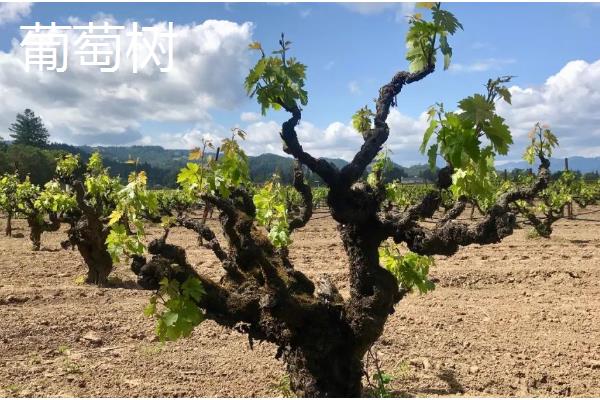 哪些果树适合在河北栽培，苹果树、梨树等品种均可选择