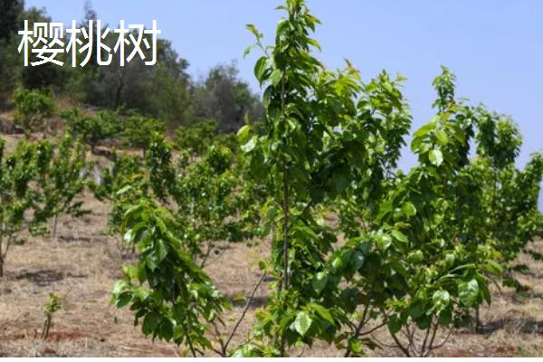 哪些果树适合在河北栽培，苹果树、梨树等品种均可选择