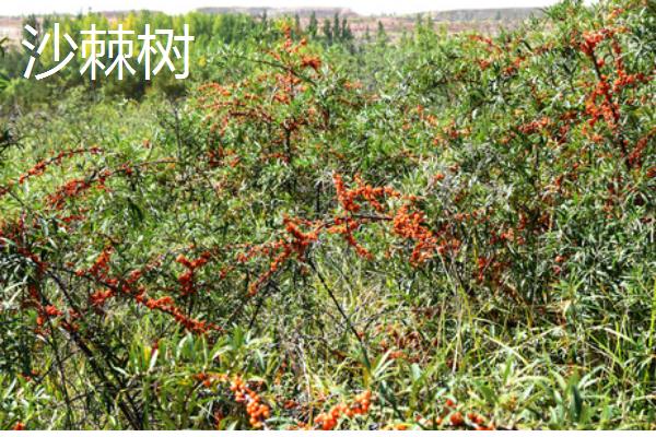 哪些果树适合在河北栽培，苹果树、梨树等品种均可选择