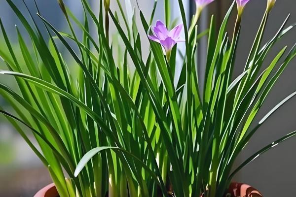 韭兰有没有毒，全株含有毒素