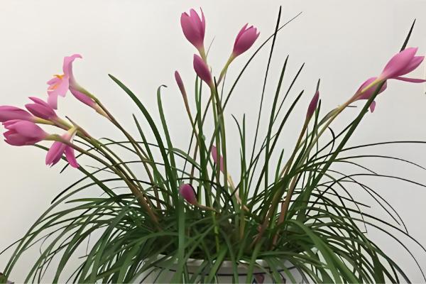 韭兰有没有毒，全株含有毒素