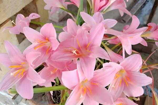 韭兰有没有毒，全株含有毒素