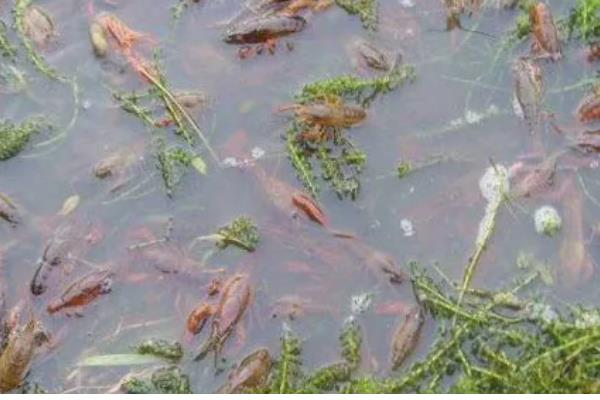 冬季养小龙虾的注意事项，适当提高水质肥力可促进生长