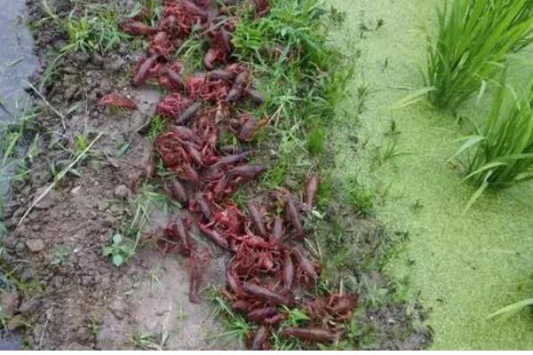 冬季养小龙虾的注意事项，适当提高水质肥力可促进生长