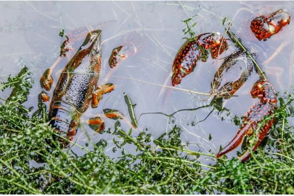 冬季养小龙虾的注意事项，适当提高水质肥力可促进生长