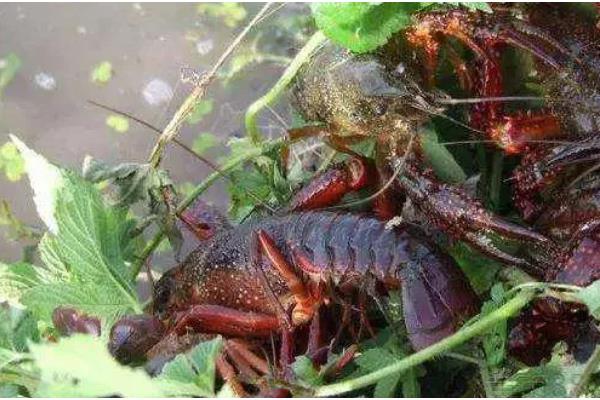 冬季养小龙虾的注意事项，适当提高水质肥力可促进生长