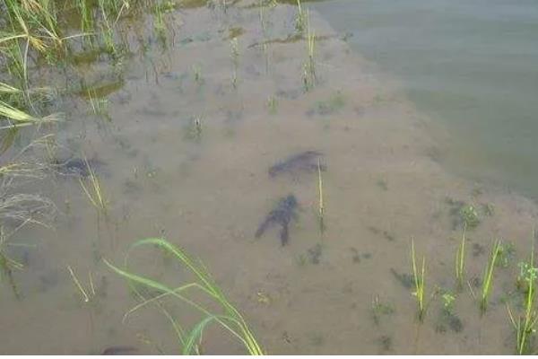 冬季养小龙虾的注意事项，适当提高水质肥力可促进生长