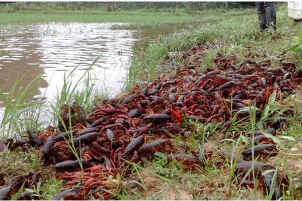 冬季养小龙虾的注意事项，适当提高水质肥力可促进生长