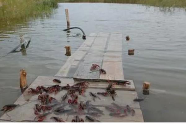 冬季养小龙虾的注意事项，适当提高水质肥力可促进生长