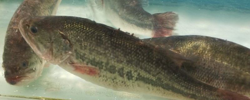 鲈鱼吃什么，吃小黄鱼、鱿鱼、墨鱼等