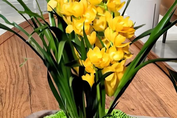 客厅冬季的耐寒植物,常见的有冬美人、蕙兰等