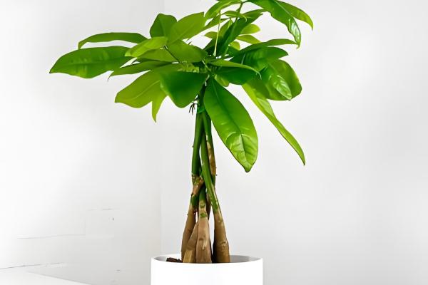 客厅冬季的耐寒植物,常见的有冬美人、蕙兰等