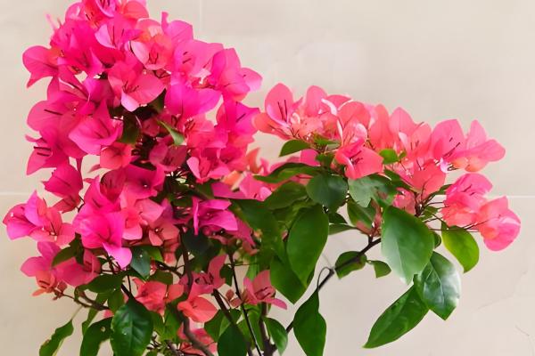 客厅冬季的耐寒植物,常见的有冬美人、蕙兰等