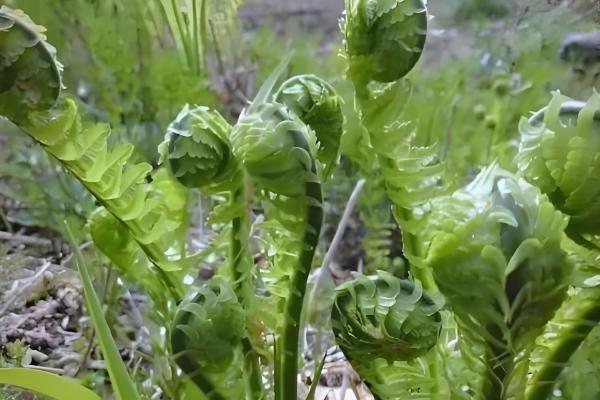 客厅冬季的耐寒植物,常见的有冬美人、蕙兰等