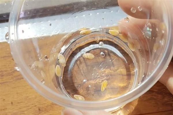 哈密瓜的催芽方法，浸种后放在湿毛巾上面并定时喷水