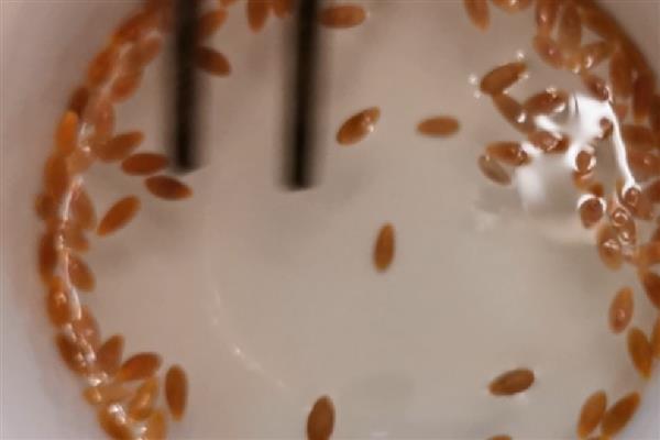 哈密瓜的催芽方法，浸种后放在湿毛巾上面并定时喷水