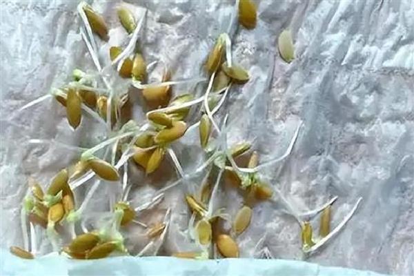 哈密瓜的催芽方法，浸种后放在湿毛巾上面并定时喷水