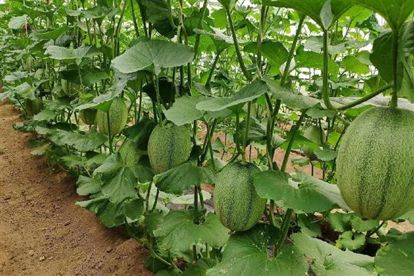 哈密瓜的催芽方法，浸种后放在湿毛巾上面并定时喷水