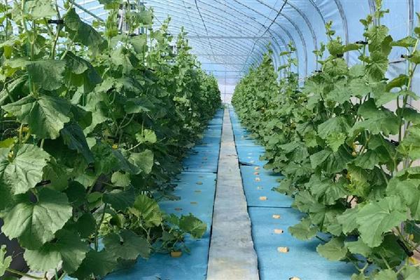 哈密瓜的催芽方法，浸种后放在湿毛巾上面并定时喷水