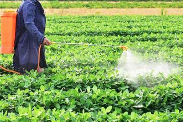 花生果腐病怎么防治,发病初期用恶霉灵等药物灌根