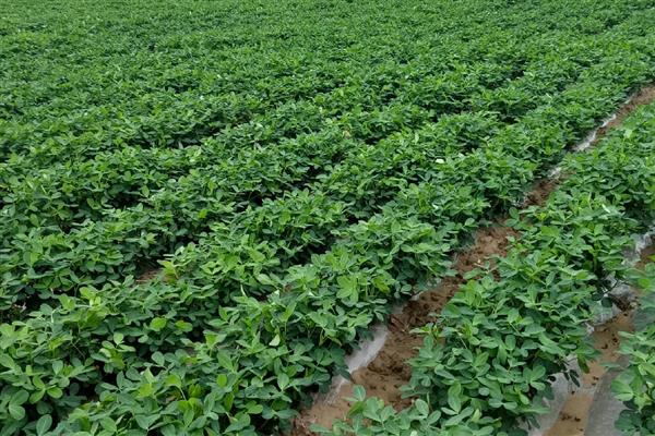 花生果腐病怎么防治,发病初期用恶霉灵等药物灌根