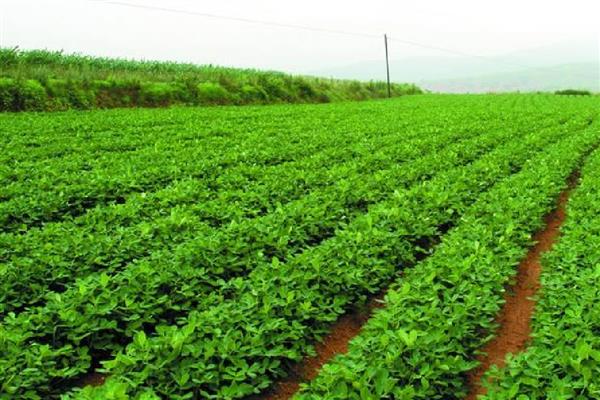 花生果腐病怎么防治,发病初期用恶霉灵等药物灌根