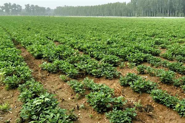 花生果腐病怎么防治,发病初期用恶霉灵等药物灌根