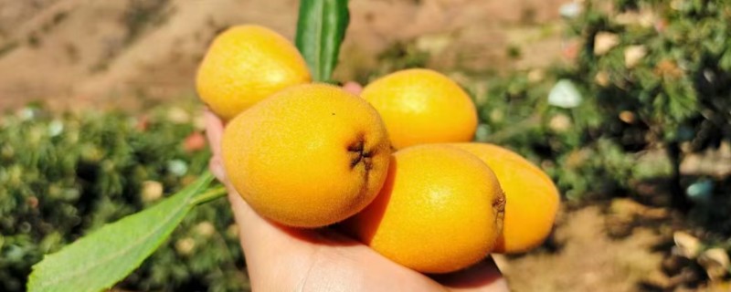 攀枝花枇杷在几月份成熟，在2月中上旬和6月下旬后成熟