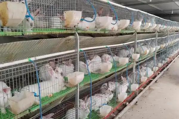 养殖野兔的成本和利润,一只种兔的购买成本是100元左右