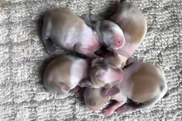 养殖野兔的成本和利润,一只种兔的购买成本是100元左右