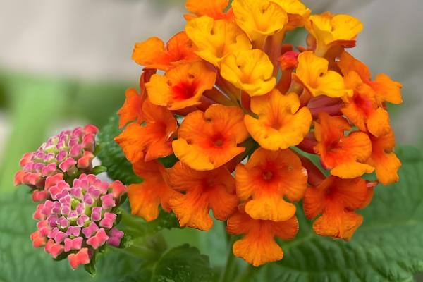 马缨丹有没有毒,茎叶、果实、汁液都有毒性