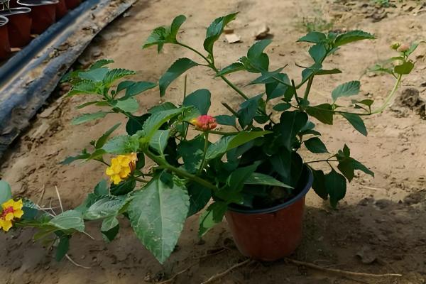 马缨丹有没有毒,茎叶、果实、汁液都有毒性