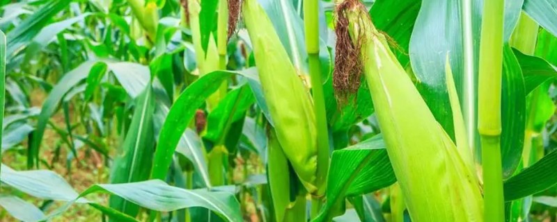 玉米不结粒的原因，可能是温度不适宜所致
