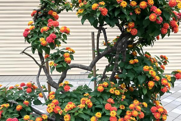 马缨丹有没有毒,茎叶、果实、汁液都有毒性