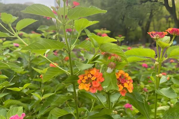 马缨丹有没有毒,茎叶、果实、汁液都有毒性