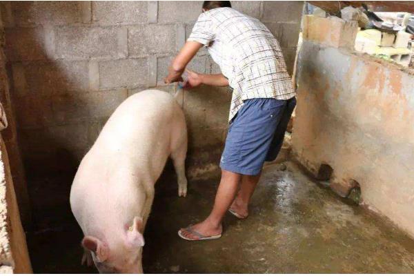 母猪发情有什么症状，精神会变得不安