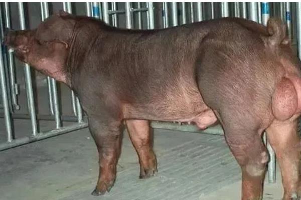 母猪发情有什么症状，精神会变得不安