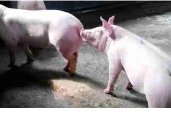 母猪发情有什么症状，精神会变得不安