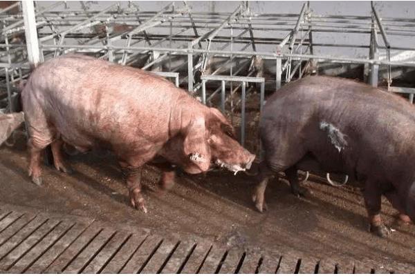 母猪发情有什么症状，精神会变得不安