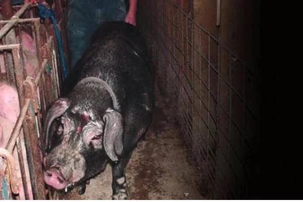 母猪发情有什么症状，精神会变得不安