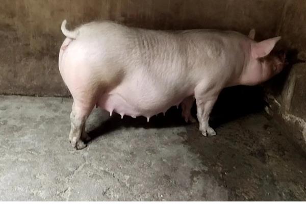 母猪发情有什么症状，精神会变得不安